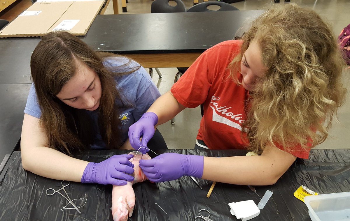 linganoreffa's tweet photo. Linganore Pre-Vet students learning how to suture &amp; give injections.
#FCPSCTE
#LHSAG
#TEACHAG https://t.co/bqLS3GFQ2C