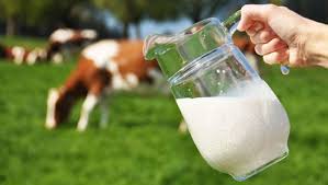 jagdevinsan1977's tweet photo. #CowMilkParty 
#StDrGurmeetRamRahimJi_Initiative122 https://t.co/Q6WFtlIkoH