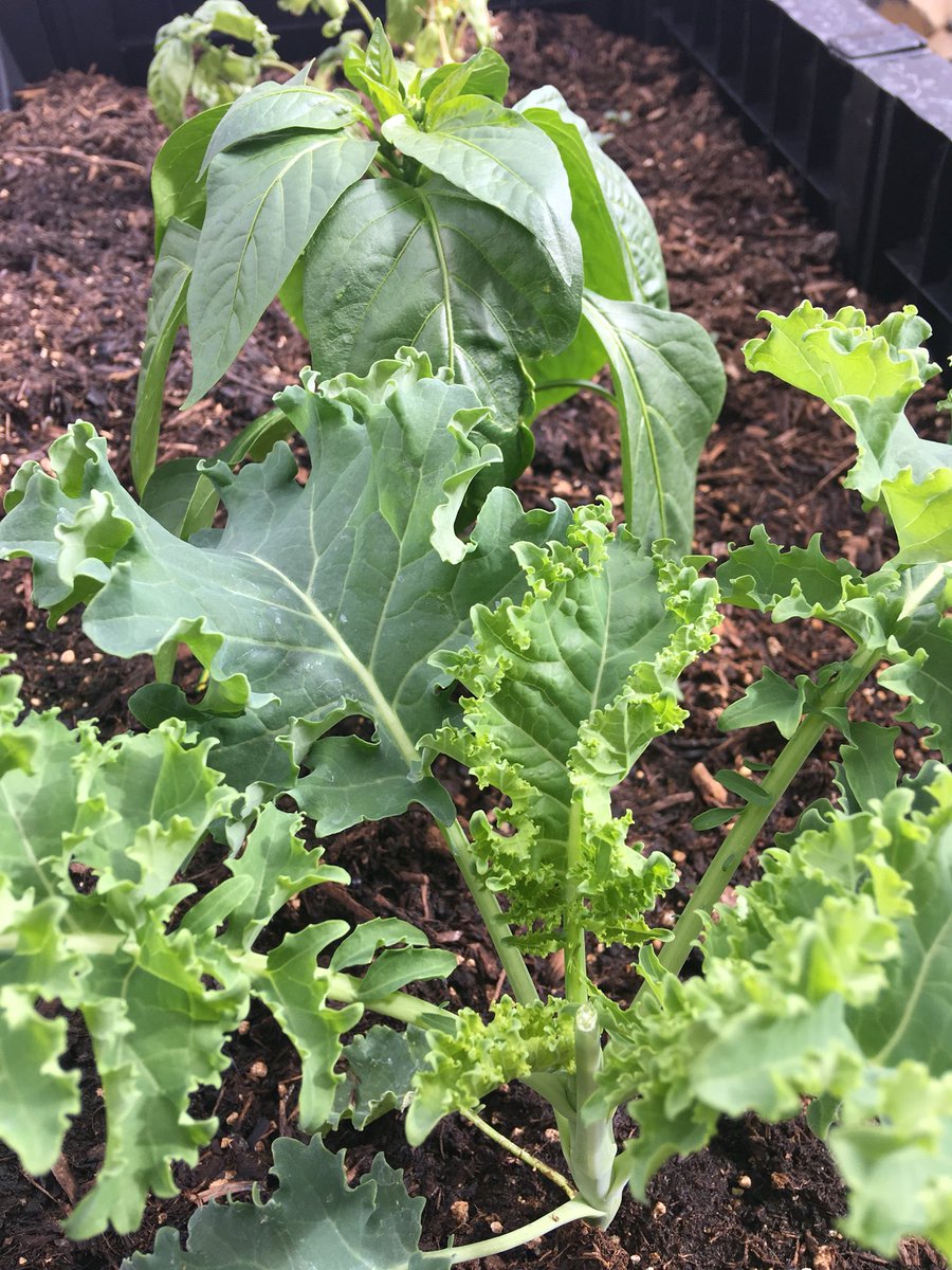 MomsofFurries's tweet photo. Puttering around in the garden.  #localcon https://t.co/7khFA3XF28