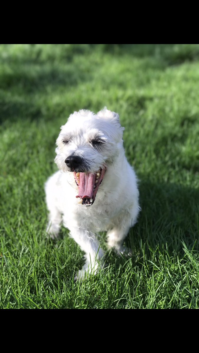 KneadyBitch's tweet photo. Need to squeeze in a visit to see this guy soon, errr I mean Iβll see my parents.... π€£
#SeniorPupSaturday #priorities #jkmaybe
@darth @theDogvocate @dog_rates https://t.co/M4ZLsJz7S1
