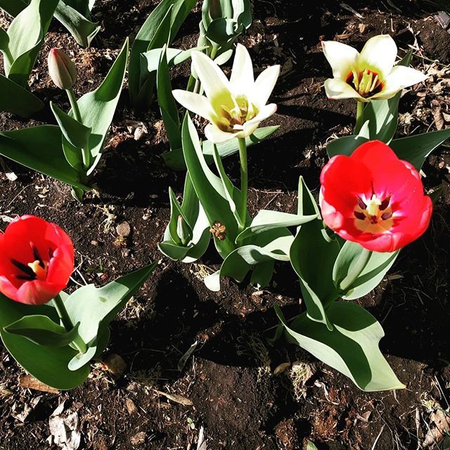 k_humpy's tweet photo. Finally some colour in my yard. #tulip https://t.co/fGpQxFQBIg https://t.co/b6GmZIiXcQ