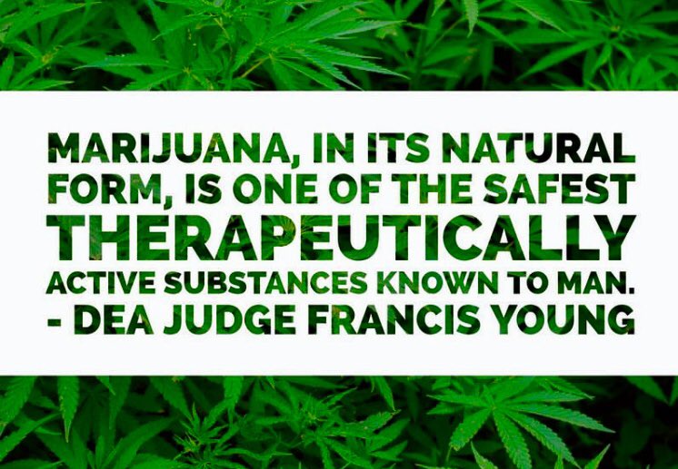 NorCalStoner420's tweet photo. #Cannabis Therapy...
Safer than Any Prescription Drug Known to Man. https://t.co/MRJFLTvORA
