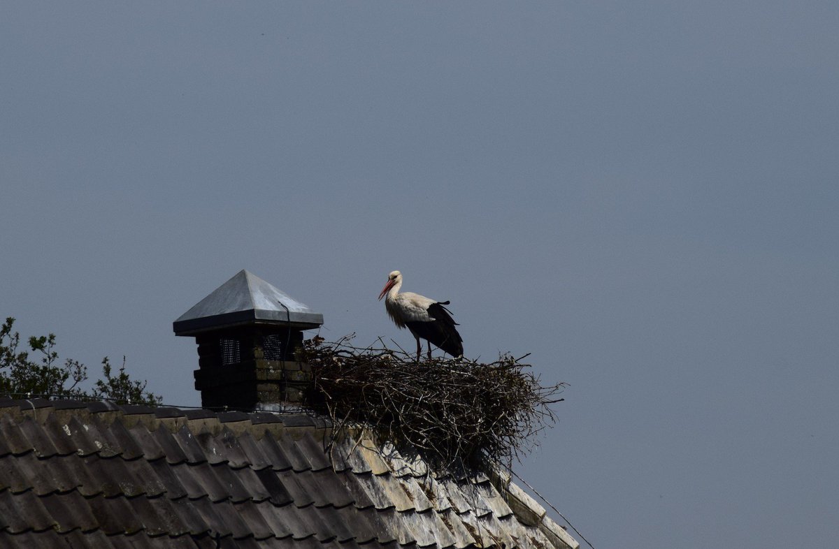 marcellux's tweet photo. Ooievaars nest bij Hoog-Keppel @waarneming @inde8erhoek #achterhoek. #Doetinchem #uiver https://t.co/YBNZOmzFrT