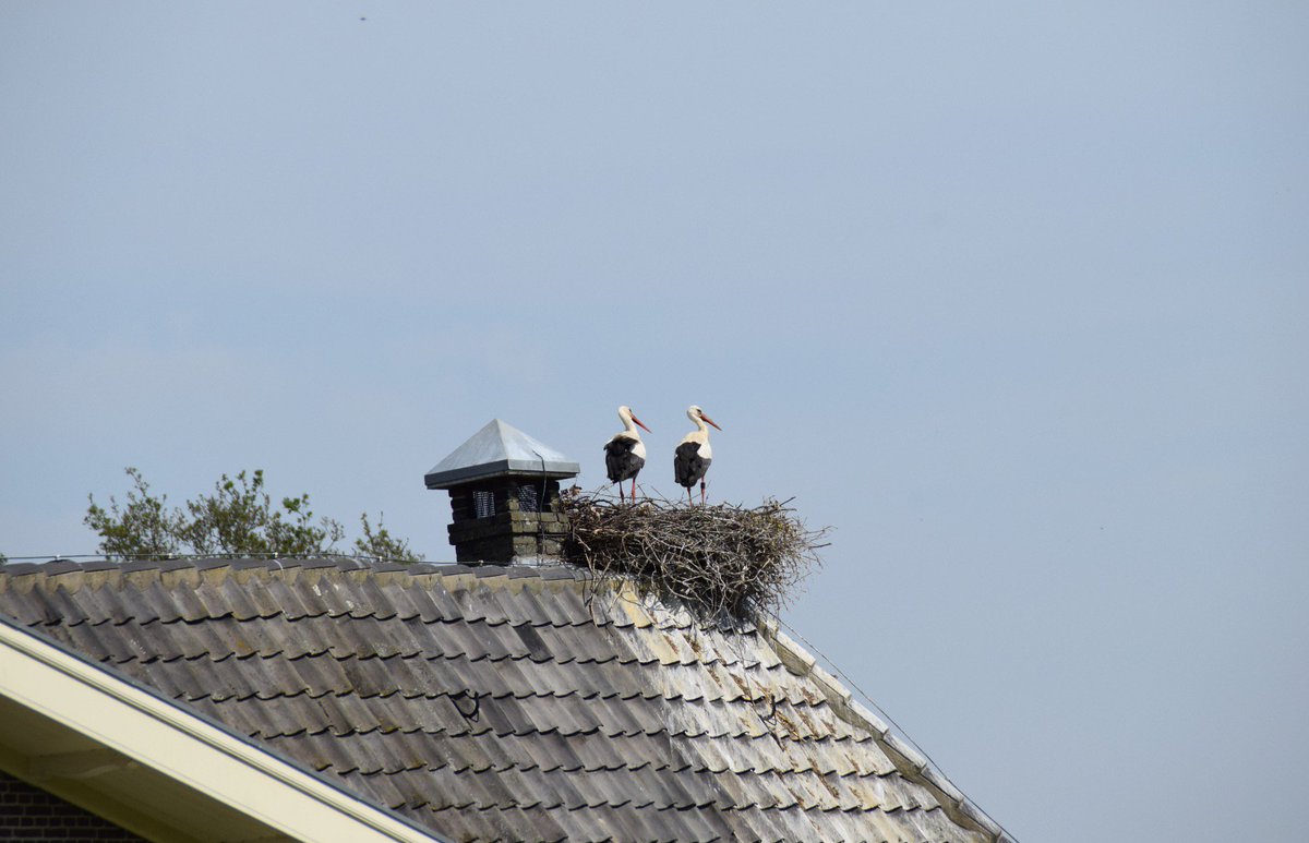 marcellux's tweet photo. Ooievaars nest bij Hoog-Keppel @waarneming @inde8erhoek #achterhoek. #Doetinchem #uiver https://t.co/YBNZOmzFrT