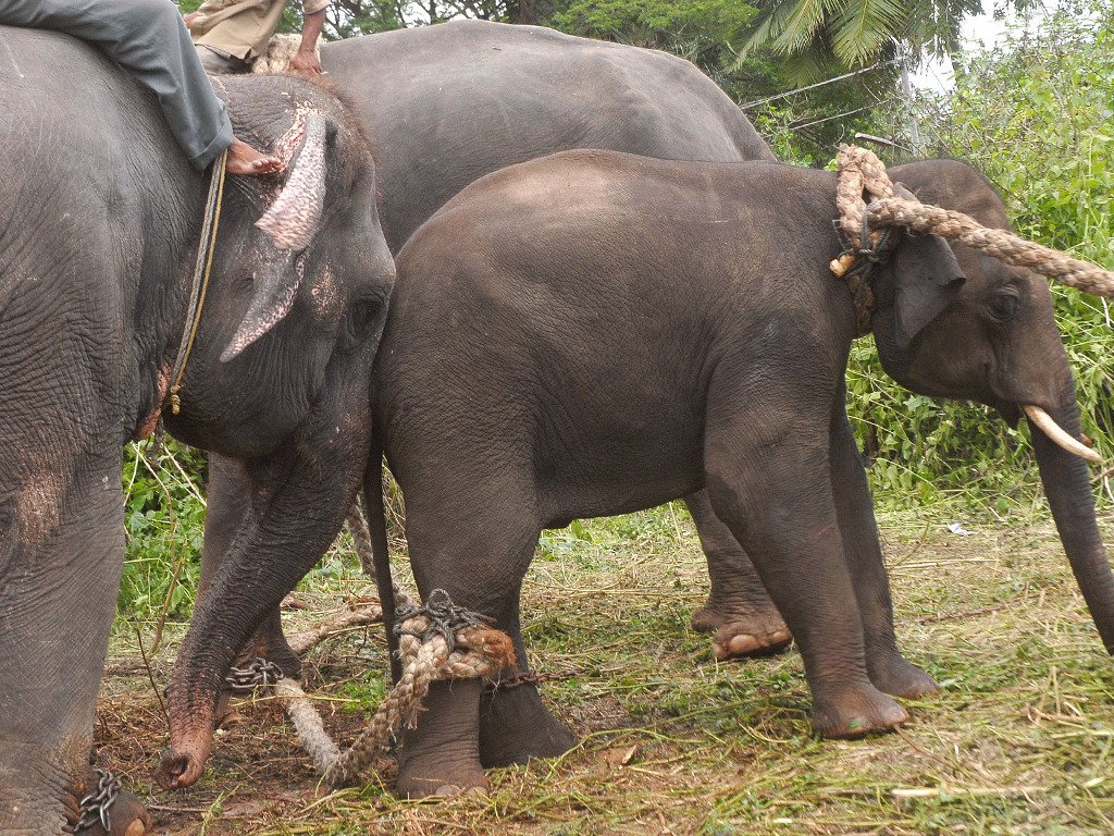 animalwelfareWW's tweet photo. Captive 🐘are have been captured #illegally from the wild, separated from their mothers as babies,beaten into submission &amp; transported to #Kerala to be used as #touristattractions &amp; in #Temples #TempleElephants .@KeralaGovernor 😠 https://t.co/iN5z5FujpO