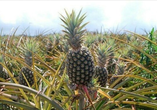 تحتاج حبة الاناناس لثلاث سنوات كي تنمو إما أنت فتاكلها في دقيقتين .