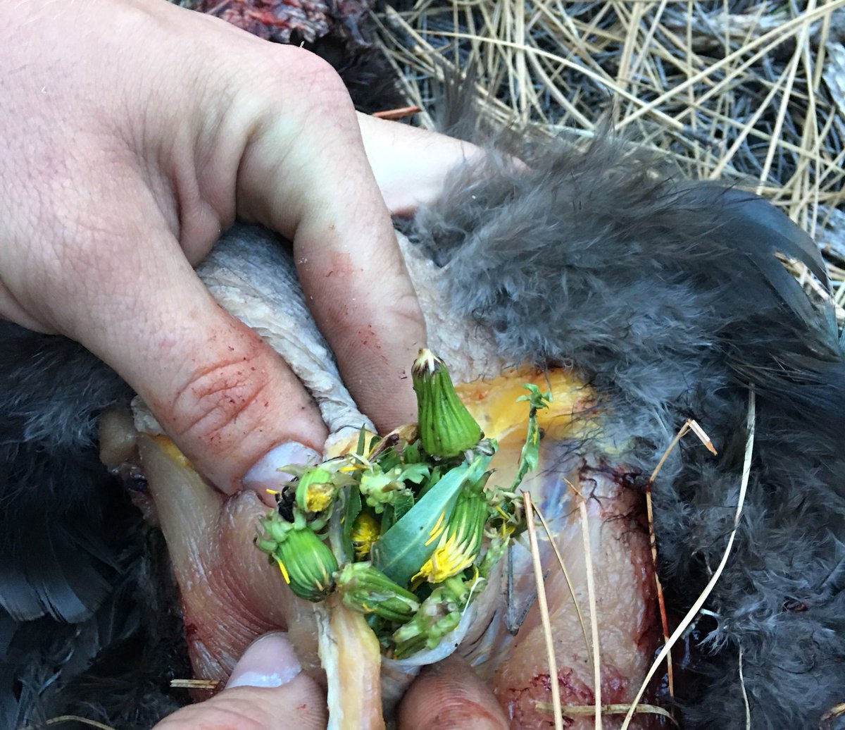 _ArizonaAdam's tweet image. Spring meal for a Spring Turkey #turkeymeal #springturkey #aaoutdoors