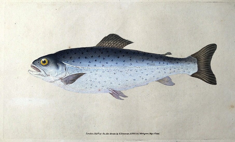 LPantiquemaps's tweet photo. #antiqueprints of #fish make great gifts for #anglers
some fine examples by Edward Donavan here https://t.co/CE1eLgqBpw