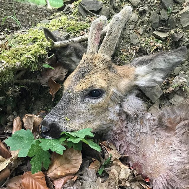 Ein gelungenes Jagderlebnis ist vollendet!

Der 1. Bock 2018
Im eigenen Revier (seit April 2018)
Zum 40. Geburtstag

Da bleiben viele Erinnerungen, auf die ich gerne zurückblicken werde. Meine Familie war beim Kurzurlaub ebenfalls anwesend, der 1. Urlaub… ift.tt/2Kiwcua
