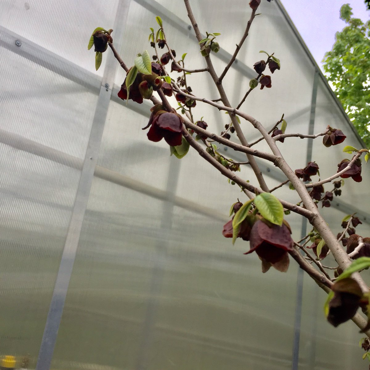 NearingHelen's tweet photo. Delicate #pawpaw #blooms @ #CityNatives #Mattapan!! #tinybutmighty #flowers #fruittree #mytrustees. @AlistairJeremy great job!! https://t.co/SYM7i9mxqp