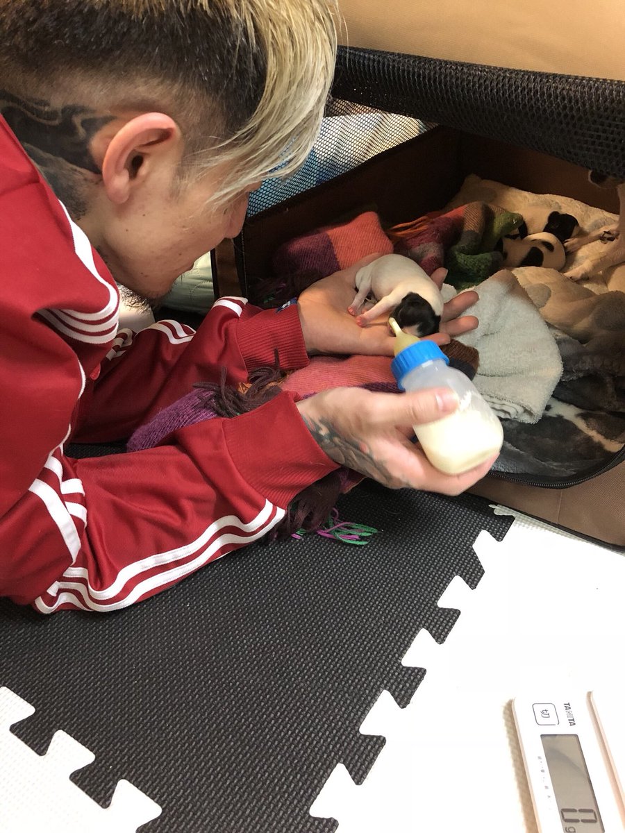 NotattooNolife's tweet photo. 久々仕事しました
腹の龍は関係ないです
#tattoo #irezumi
#inked #horishino
#ezcartridge #dinamicink
#japan #tokyo #nishikasai https://t.co/W7DbBPB9zS