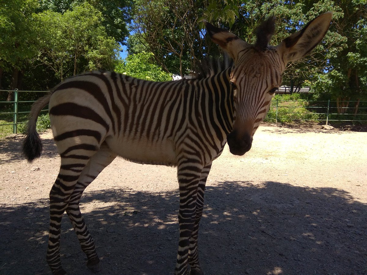 ZOO_Usti's tweet photo. U zeber je připravená tráva, tak můžete krmit! Dvě malé zebřičky se nechají i pohladit. A opravdu jsou plyšové, jako všechna mláďata! 😂🐎
#zoousti #zooustinadlabem #zoo_usti #zebra #mladata #welovezoo #usti #fotovesela https://t.co/Hg10mLS6Dc