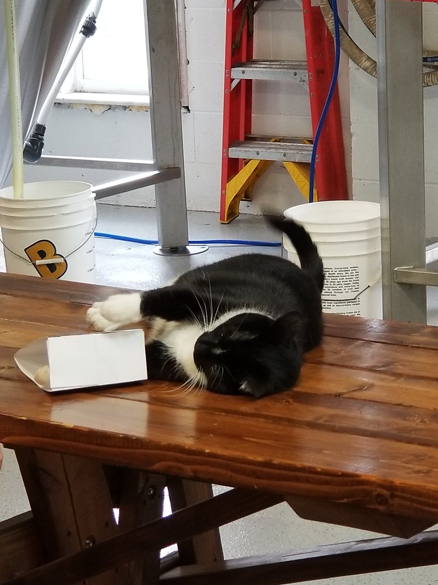 AgileFaye's tweet photo. Brewery Cat entertaining the masses @ZaftigBeer #ColumbusCraftBeerWeek #AsSeenInColumbus https://t.co/FCJmUkxo00