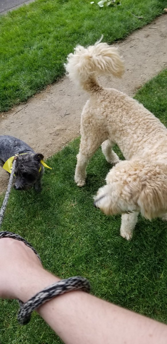 These dogs brought us out to raise some money for <a href="/OregonHumane/">OregonHumaneSociety</a> #DoggieDash2018