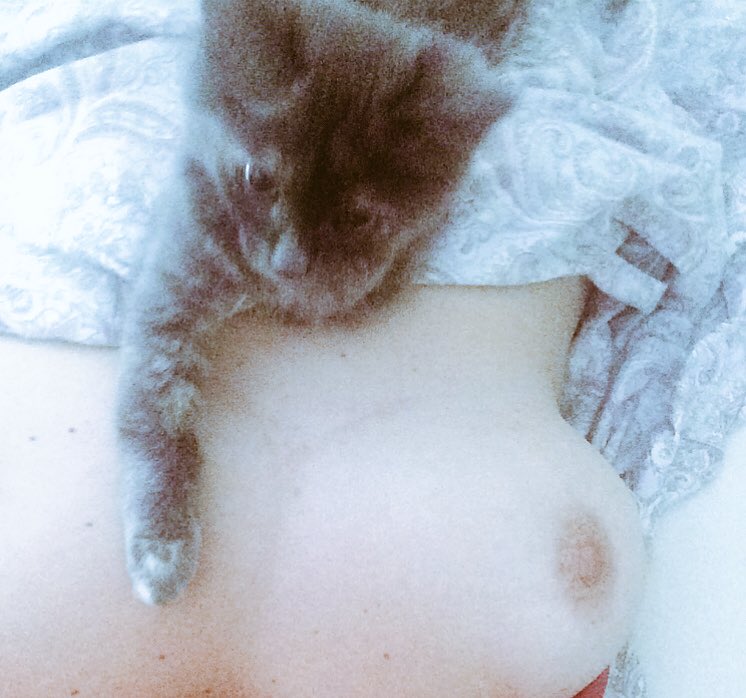 DaniSwitched's tweet photo. Not me - but I love everything about the pics. Kittens, blankets, beds and boobs #caturday https://t.co/H4IfEbAam5