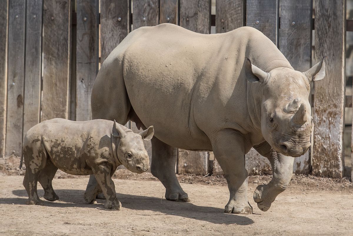 Bring mom to the Zoo, tomorrow! Moms receive FREE admission on #MothersDay, courtesy of <a href="/Wayside_Akron/">Wayside Furniture</a>. buff.ly/2KkLrUi