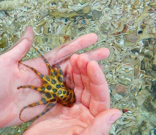 أخطبوط الحلقات الزرقاء طوله8 سنتيمترات فقط  يعيش فالاماكن الضحله  على سواحل اليابان واستراليا  على الرغم من صغر حجمه ومنظره الجميل الا ان عضه واحده منه قادره على تقل الانسان في ثواني .