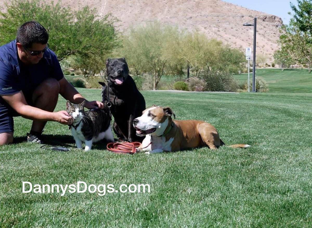 DannysDogs's tweet photo. https://t.co/JfZmr67I9e https://t.co/Tej8oNiIZg