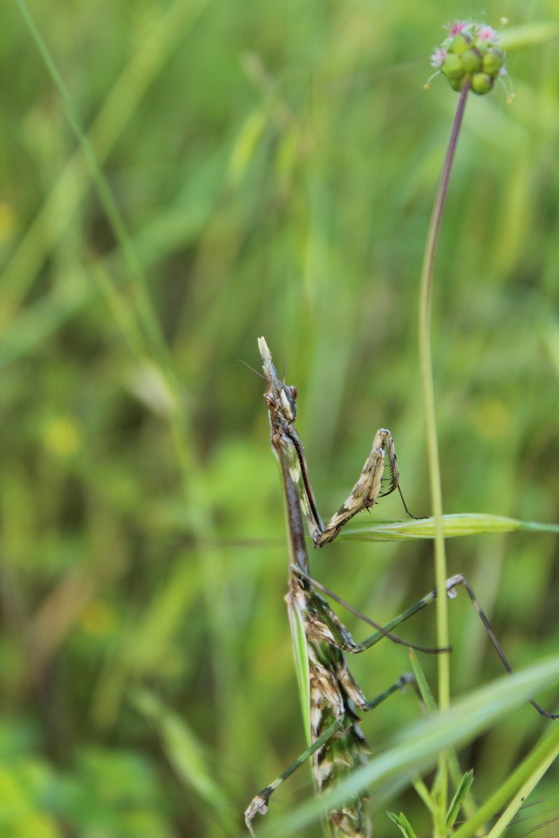 aphilibert83's tweet image. Un #phasme dans une oliveraie... #insecte #photo