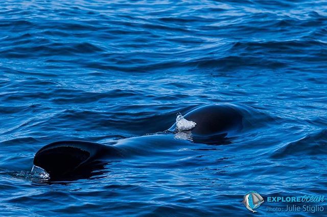 Explore_Ocean's tweet photo. 🐋🐋 Expédition Cétacés du 11 mai 🐋🐋 le retour de nos amis globis :une rencontre pleine d'émotions ❤️❤️#enmodebasque #macotebasque
#landes #landestyle #capbreton #hossegor #seignosse #CoucouSO #sudouest #aquitaine #nlle_aquitaine_focus_on #catamar… https://t.co/xXiPIRk24q https://t.co/Ewhx5C0dZD