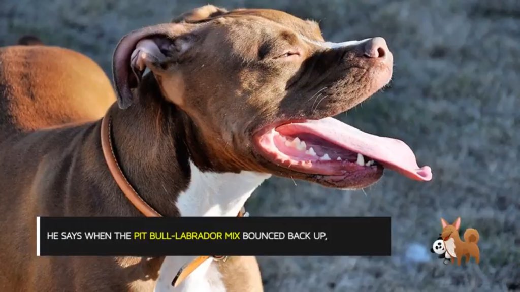 Man Is Shot By His Own Dog youtu.be/KFRcMpD_M6A via <a href="/YouTube/">YouTube</a>