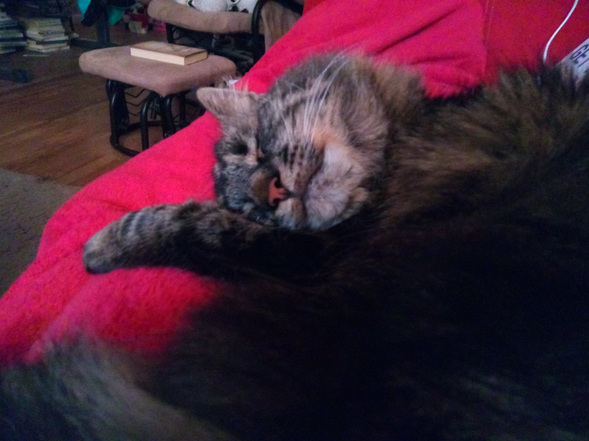 MrManFromCO's tweet photo. Lazy rainy day with Mom. #MaineCoon #CatsOfTwitter #Snoozie https://t.co/UziIh4XuS8