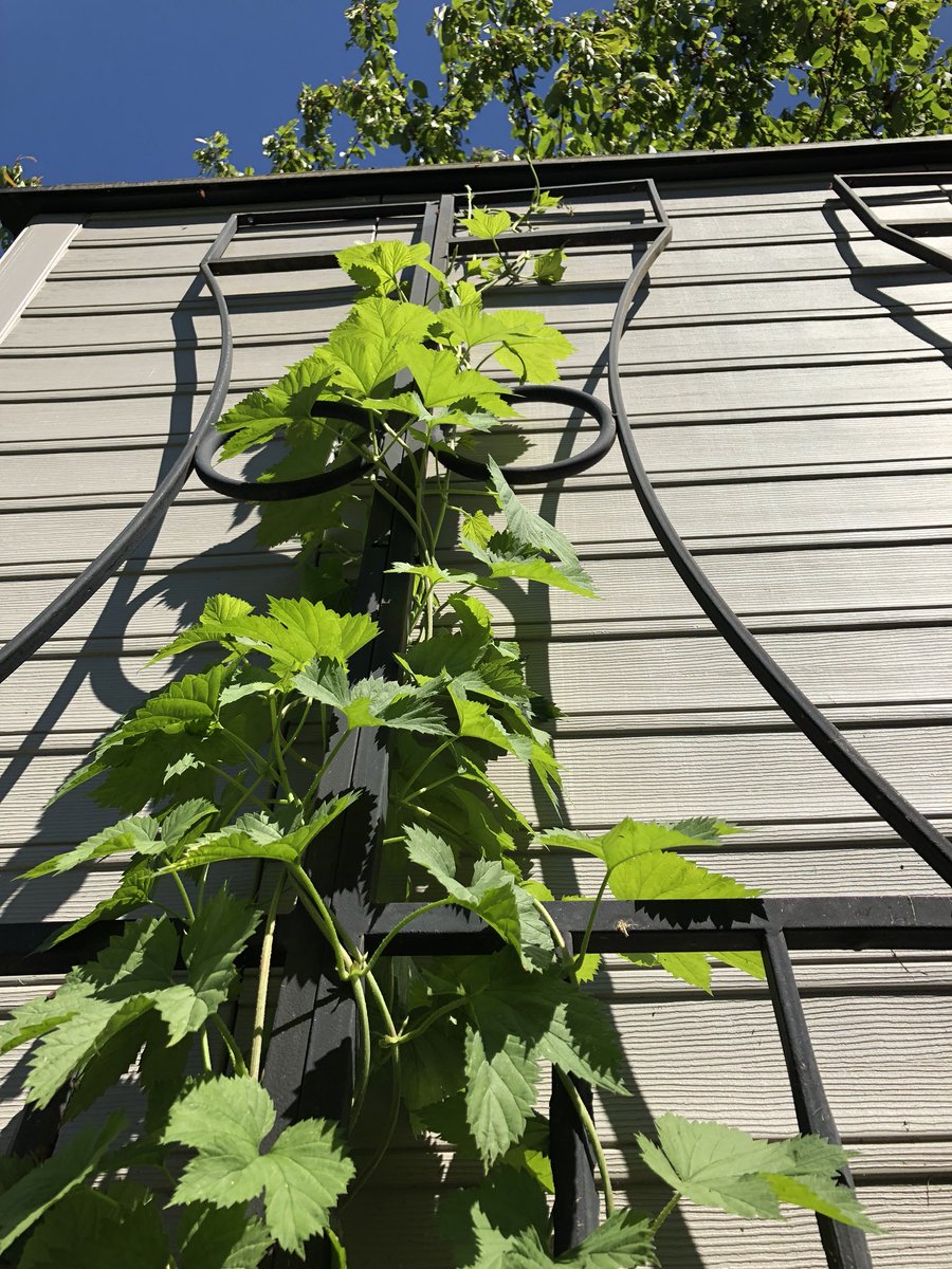 HiredGuns's tweet photo. Backyard hops check-in: this plant is now taller than me. Looks like year #2 for this cascade bine will be a good one. #hops #backyardhops #homegrown #growyourown https://t.co/61KrgQQmn8