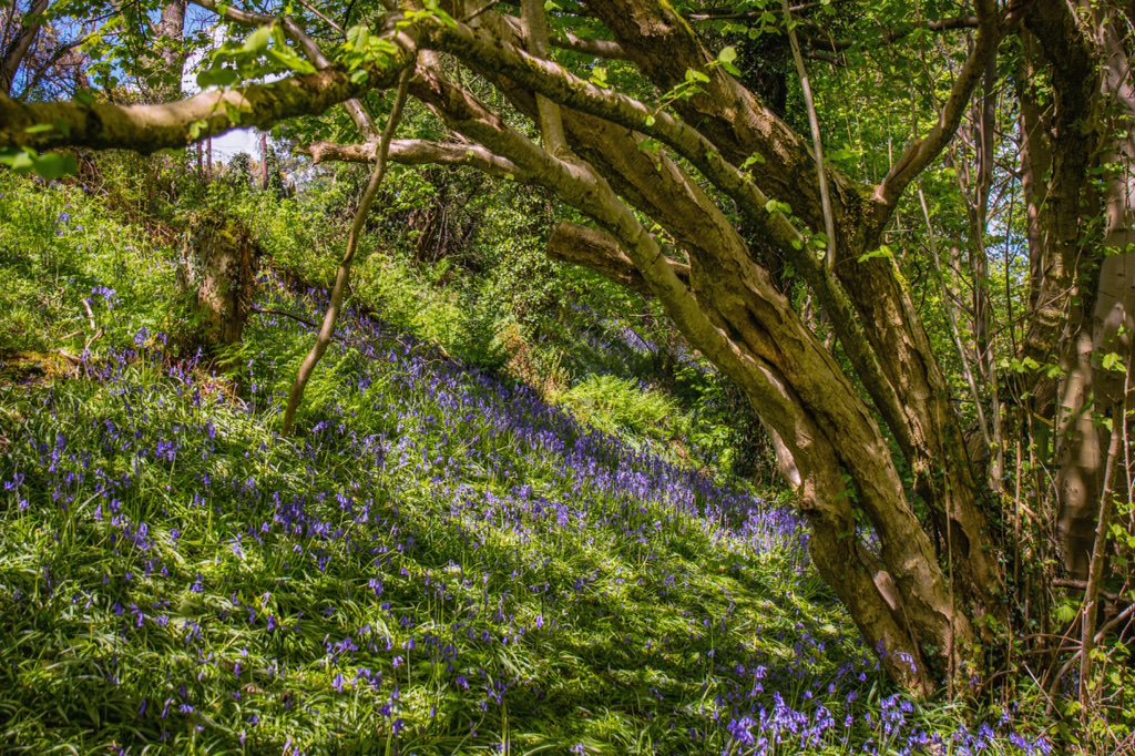 kgray_g's tweet photo. More Bluebells Cregagh Glen. @newslineweather @angie_weather @WeatherCee @barrabest @geoff_maskell @NationalTrustNI https://t.co/TBQLJ2Q5Ea