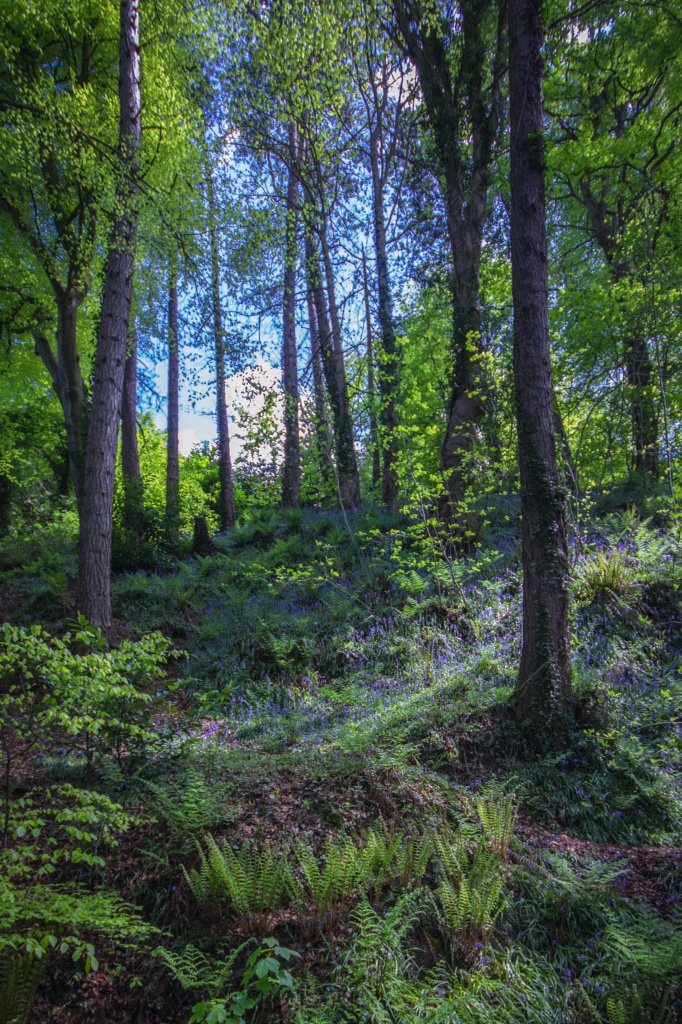 kgray_g's tweet photo. More Bluebells Cregagh Glen. @newslineweather @angie_weather @WeatherCee @barrabest @geoff_maskell @NationalTrustNI https://t.co/TBQLJ2Q5Ea