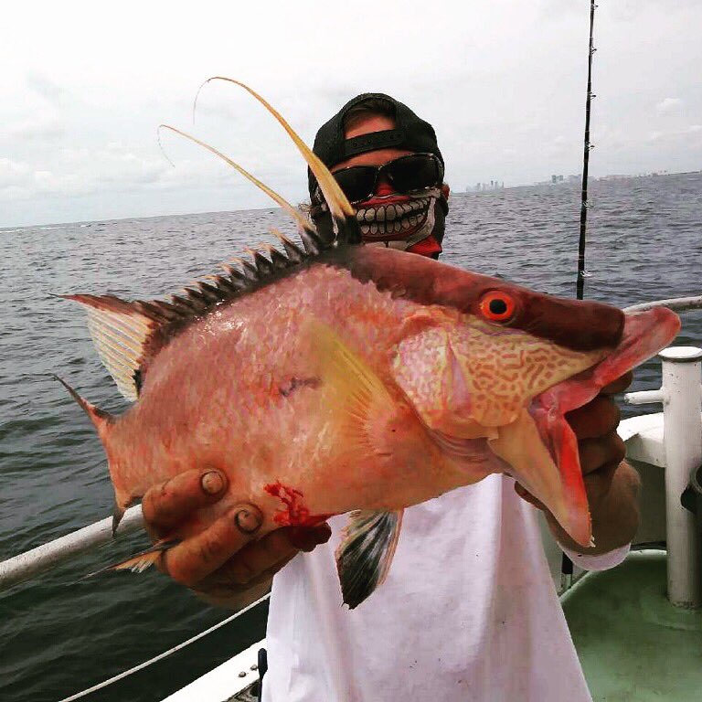 Fishing_HQ's tweet photo. Nice hogfish caught on our drift #fishing trip today aboard the Catch My Drift. Let’s go fishing!
https://t.co/v7wLS3qAWq
#hogfish #hogsnapper https://t.co/lC9GqtbdBO