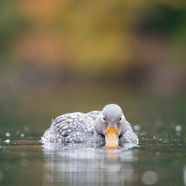 AChilepoh's tweet photo. 📸 @bastiangygli
24/65 #Conguillíoxachilepoh
La fauna del Lago #Captren en el Parque Nacional #Conguillio región de la #araucania #Chile 🇨🇱 #turismo #tourism #achilepoh #ecoturismo #viajeros #aventura #mochileros #nomades #amigos #southamerica #sudamerica #bbctravel
Descub… https://t.co/srzBnKabO8