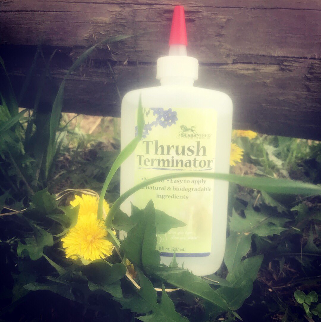 FlyByePlus's tweet image. Thrush Terminator... don’t leave home without it! It is the best product on the market for terminating thrush! Why? Well, the blend of white oils in the product attach to the fungus so that it cannot reproduce! Within days thrush is completely gone!