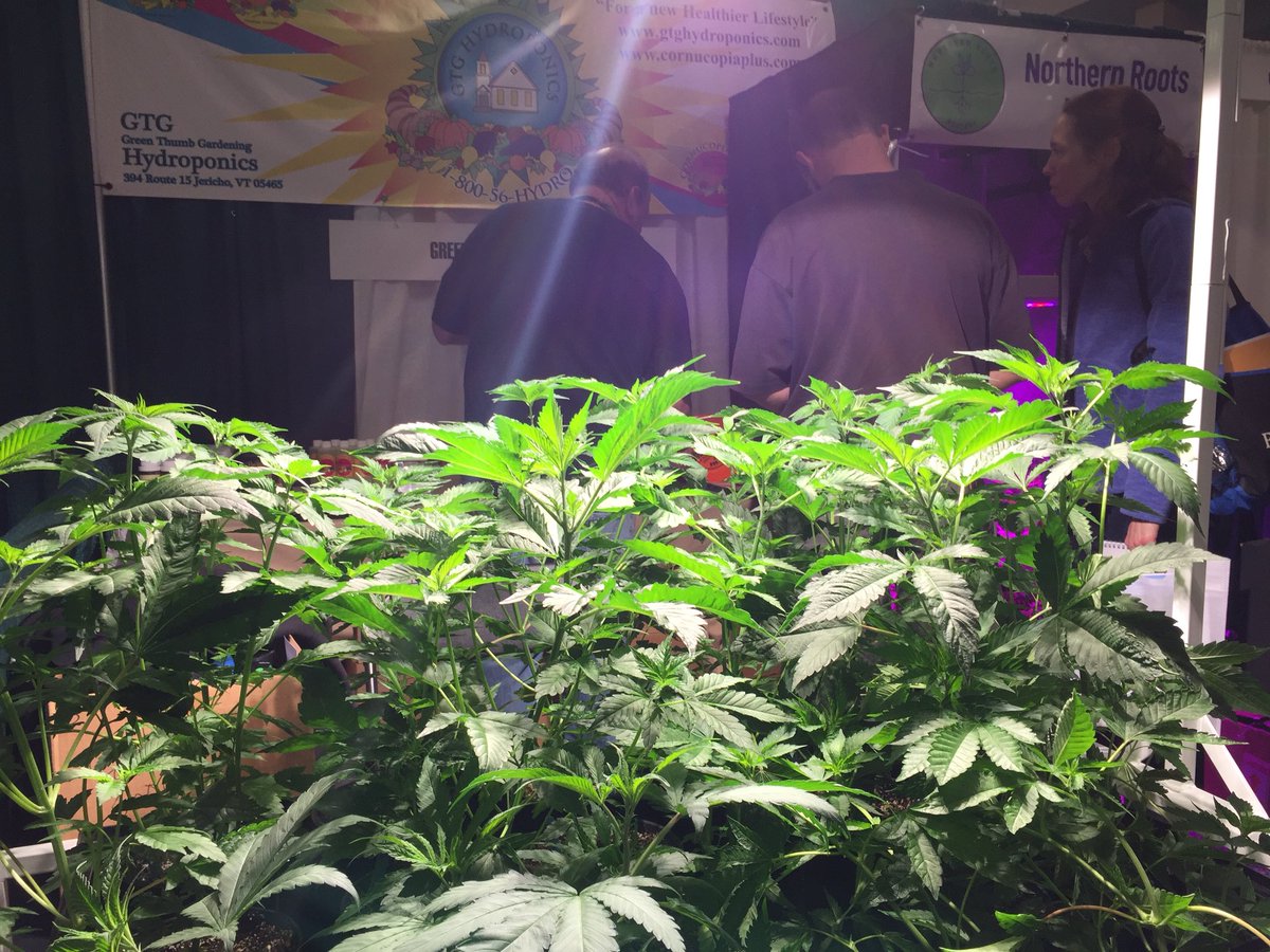 RealGoldSasha's tweet photo. Plenty of hemp plants around at #VTCANN18 https://t.co/4QyKgEyVex