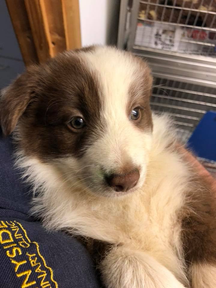 What a lovely little pup!