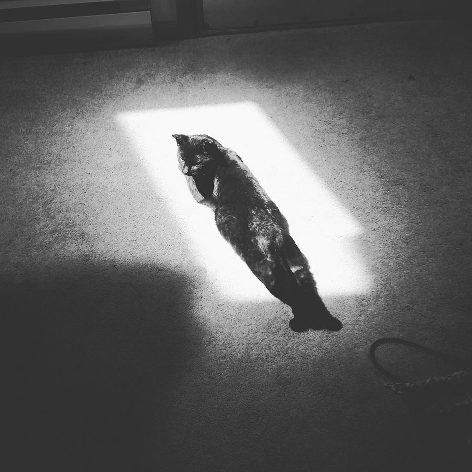 artislifeisart's tweet photo. @kicknside Will do! #HappyCaturday back to you. 
Me and my #berniecat are just chilling today. https://t.co/ttTFWIOwf1