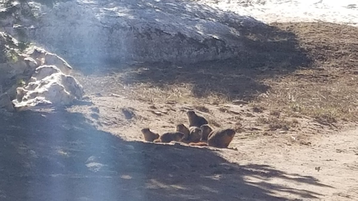 Vail lift ops tweet media