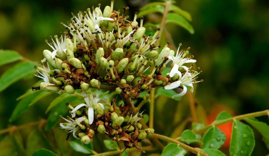 TropicalTrees's tweet photo. The Curry Tree (Murraya koenigii) is a small tree native to India and Sri Lanka. Its leaves are aromatic, considered essential in Indian cuisine, and used in meat, egg and vegetable dishes. The photo shows one of the flowers. @TropicalTrees https://t.co/WgFzGexwW2