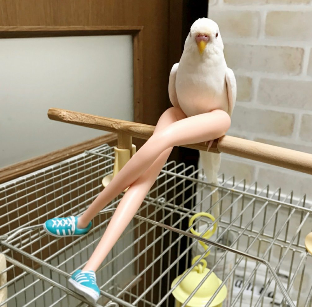 W on X: Who doesn't like a bird with long legs?