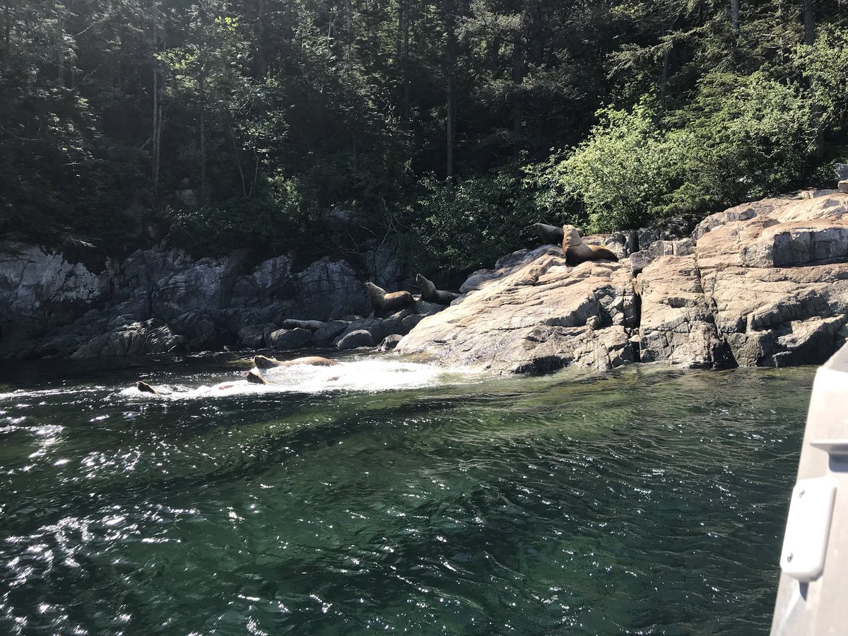chloriteclayre's tweet photo. Californian sea lions on route to the Bute Inlet #bute2018 https://t.co/uE6d2bBaep