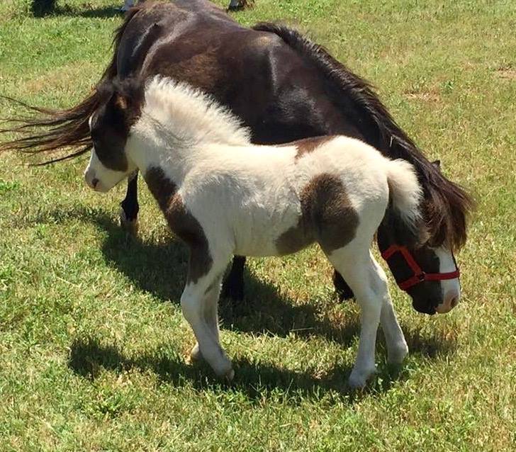DrDoobies's tweet photo. Spring time is foal time 😙 Our Dr. Doobies horse supplements are designed to help your horse (or pony) stay healthy and happy...naturally 💚 🐎🌿 
#horselover #poniesrule #fuzzymini #cbdflowers https://t.co/NRf02qbFGM