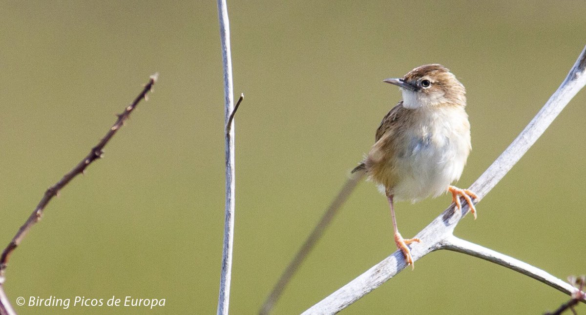 BirdingSpain's tweet photo. Ya tenemos los resultados finales del Global Big Day. https://t.co/GLUjAwvkUX 6915 especies en el mundo. Aquí, en Llanes 37. @visitllanes @llanesturismo @RibadesellaTuri @TurismoAsturias @Llascara_AS @SEO_Asturias https://t.co/aXNDa6RXia