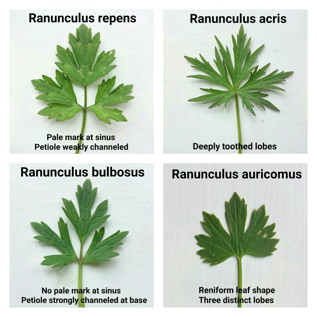 #buttercupchallenge Basal leaf shapes of four common buttercups. Ranunculus repens- Creeping Buttercup Ranunculus acris- Meadow Buttercup Ranunculus bulbosus - Bulbous Buttercup and Ranunculus auricomus - Goldilocks Buttercup