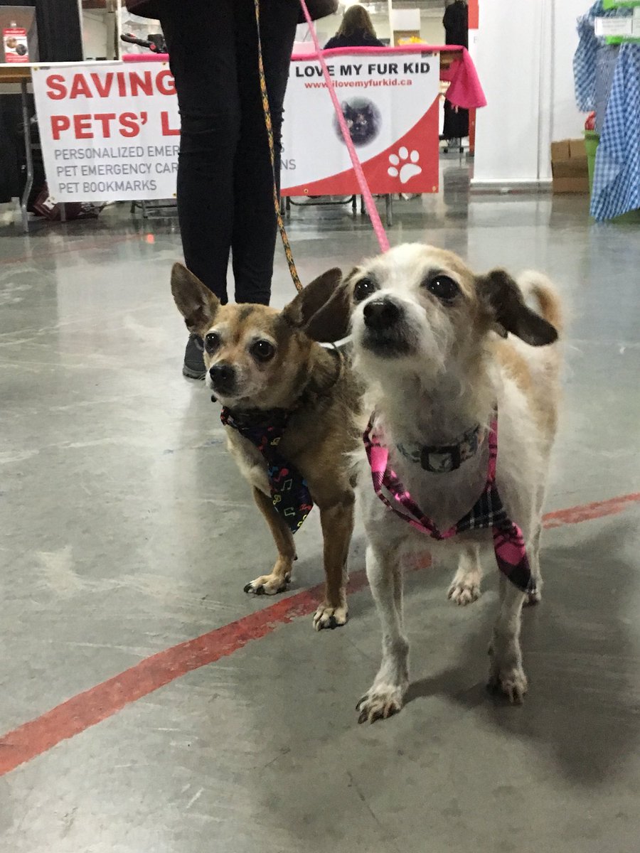 4FeetFoundation's tweet photo. Dogfest is here! Come visit our booth at the Triwood Arena in the NW until 4PM today - and bring your pooch! #dogfestcalgary #yycdogs #yyc #4FeetYYC https://t.co/LVXEHSFGEd