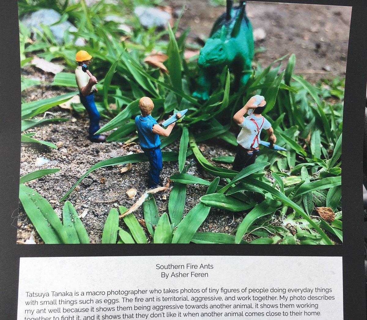 Ants everywhere! Celebrating the collaborative nature of ants and schools <a href="/hightechhigh/">High Tech High</a> <a href="/UCSanDiego/">UC San Diego</a> <a href="/EarlyImplement/">NGSSEarlyImplementer</a> #shareyourlearning #NGSSchat #citizenscience