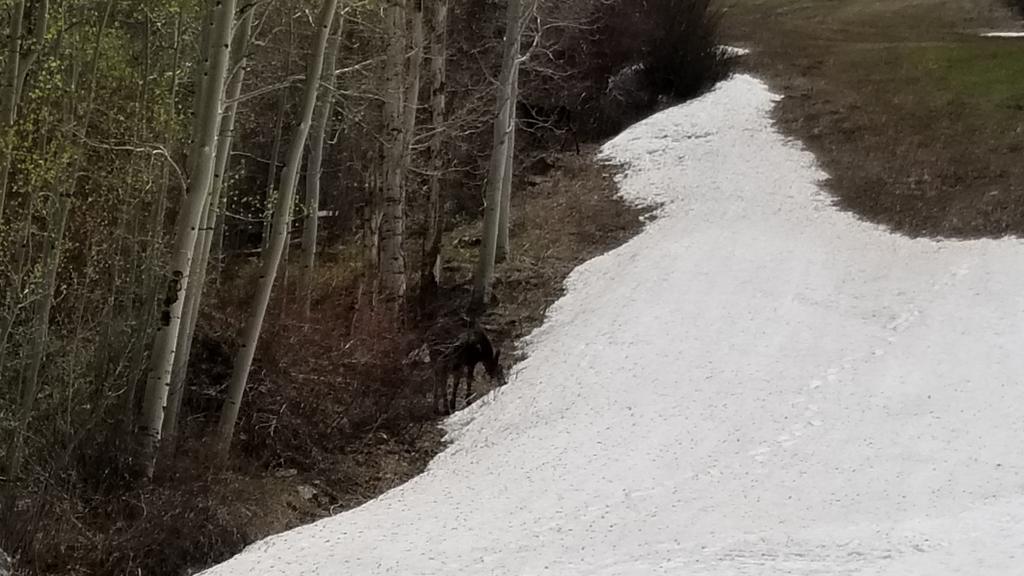 Vail lift ops tweet media