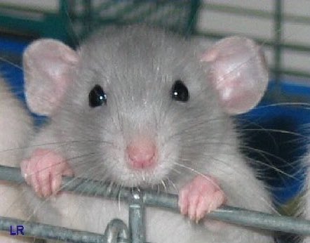 redsunau's tweet photo. DONT USE RAT AS AN INSULTING WORD,RATS ARE CUTE #JusticeForRats 😤 https://t.co/2Banm8doAg