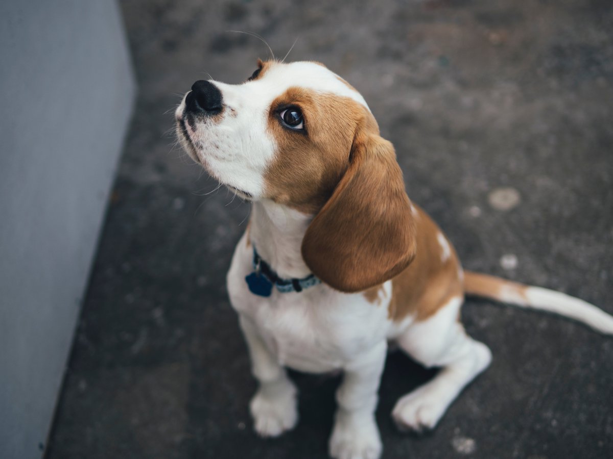 AlchemyAlta's tweet photo. We love all of our furry friends! #PetFriendly #ApartmentLiving https://t.co/pe2luVIIsG