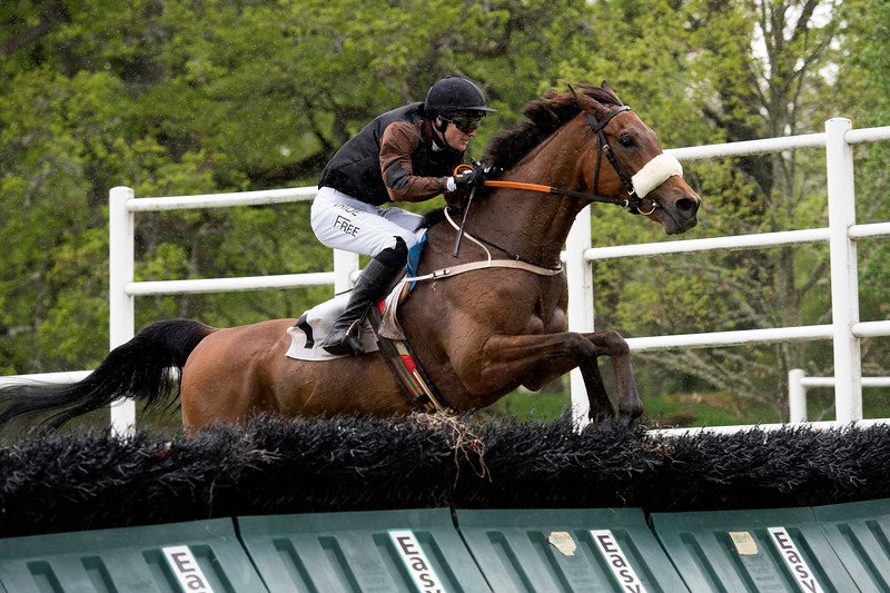 GoffsNordic's tweet photo. A Saturday Double for 2017 @GoffsUK HIT graduates HARDEN (£800 purchase by Sandra Brolin from Gigginstown House) and TRUCKERS GLORY (£3,500 purchase by @andersh22 Anders Herlin from Fforest Farm Stables) at Strömsholm - HUGE CONGRATS! @SwedishGN @scandiracing https://t.co/5lbxYc4obG