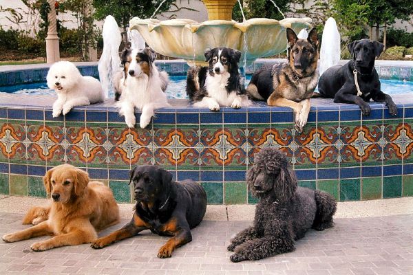 doglinegroup's tweet photo. Let’s Meet Some of the Best Service Dog Breeds https://t.co/USgtN3drvk https://t.co/MDBj8cgZbg