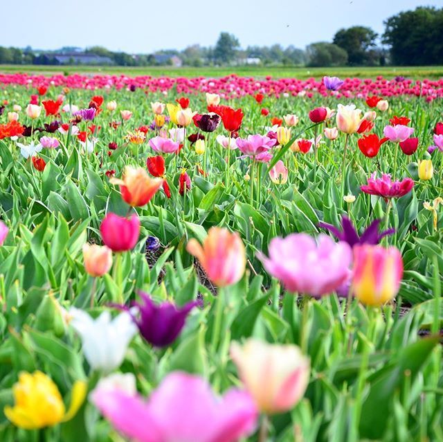 Viajando_blog's tweet photo. ¡No puedo estar en Holanda y no publicar una foto como esta!

#VIS_Holanda #VisitHolland https://t.co/UnqbORGKTT https://t.co/sEPM1fG7aY